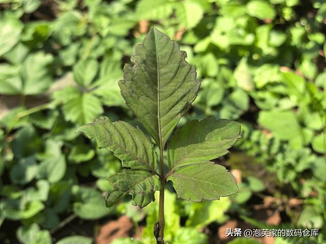 非凡价格 非凡体验 华为Mate XT体验 2万块和Z Fold6打的有来有回