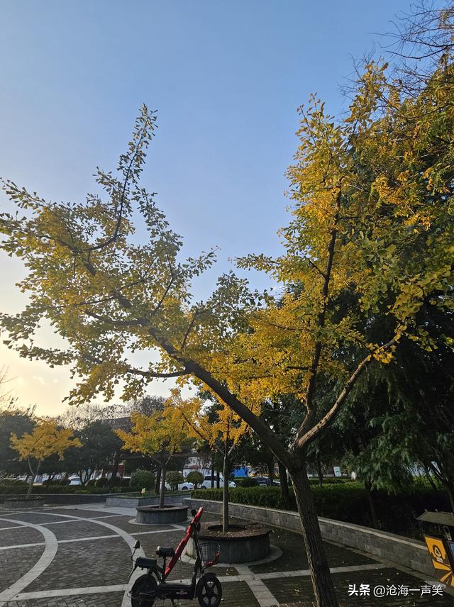 初冬时刻，李戒园的银杏叶，黄透了天，黄透了地，天地和谐共生!