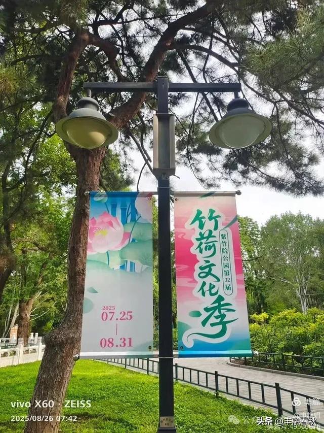 紫竹院竹荷季:一园清风里的诗意相逢| 申艳娟