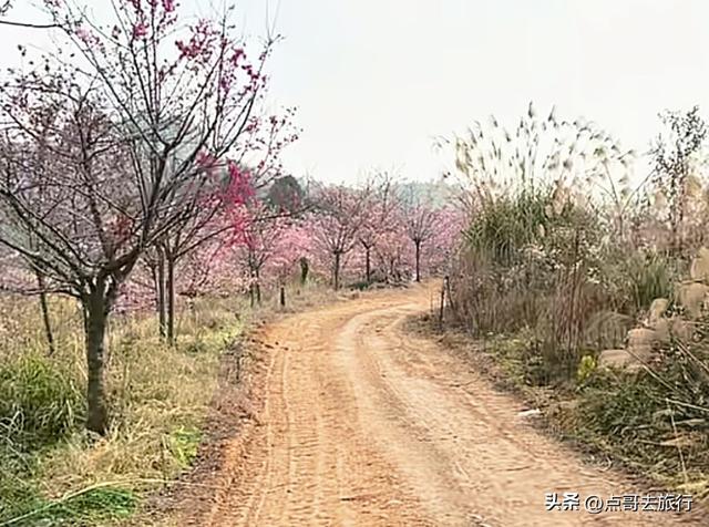 成都附近千亩樱花开了，漫山遍野粉色云霞，超级漂亮，不要门票！