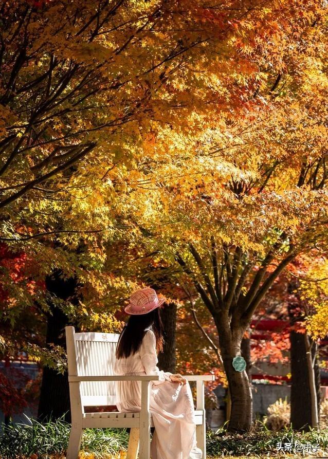 上海这地方火了！12000棵枫树红到发烫，门票居然打对折？