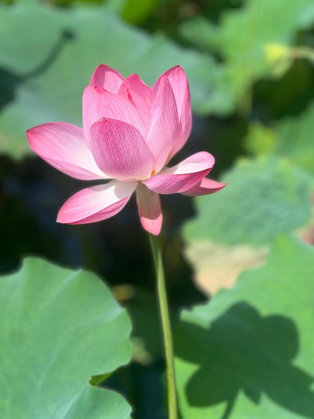 夏日西湖，8月9日。