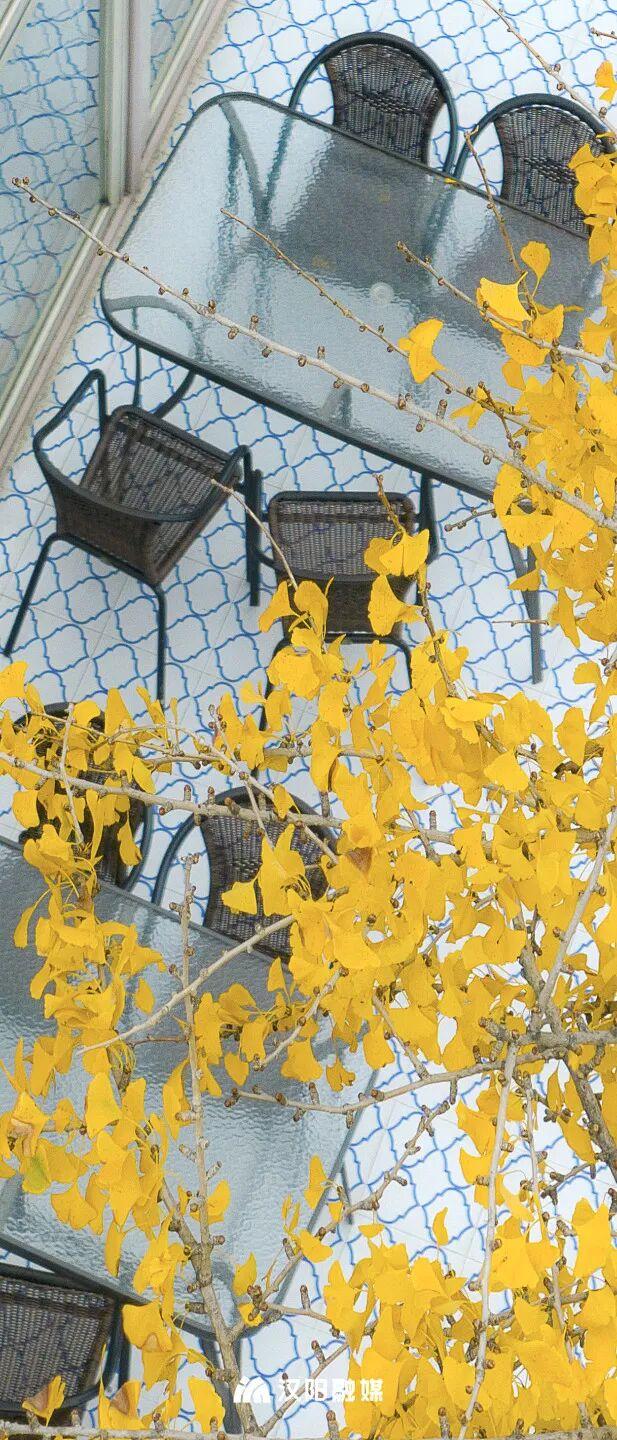 最后的金色狂欢！汉阳这三处私藏地一般人不知道→