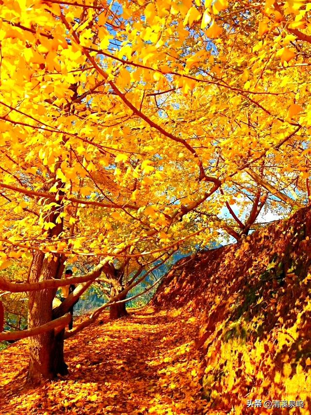 银杏染秋——九峰的金色童话