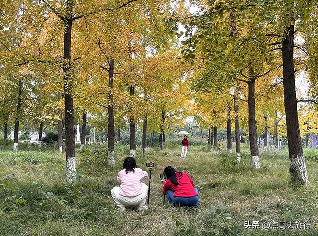 成都市区最大银杏林，金黄如海超壮观，不要门票，地铁公交直达！