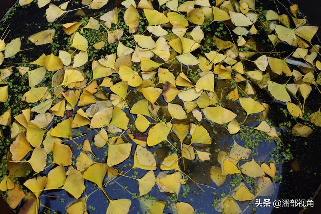 无锡荡口圆通村原圆通寺的旧址上，二棵古银杏今年甚美
