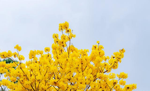 六公里“黄金长廊”绽放春光！博罗杨侨黄花风铃木盛放迎客