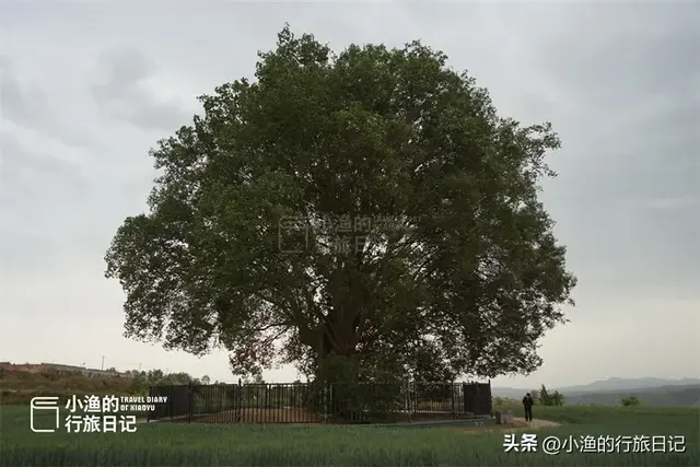 陕西古树，真的“封神”了！
