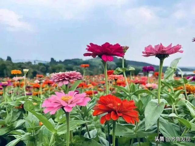 乘着地铁逛青岛｜青岛中山公园第41届菊展出行攻略来啦