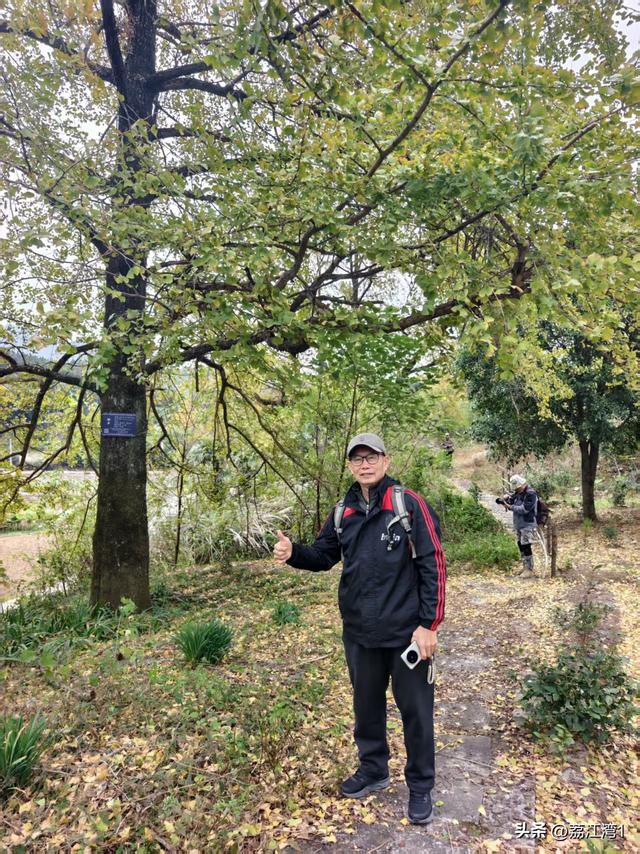 游长岗岭古村，观飘黄银杏