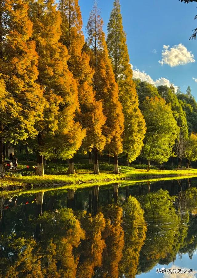 昆明人私藏观鸥地图+观杏！滴滴6折立减35元打车券直接薅