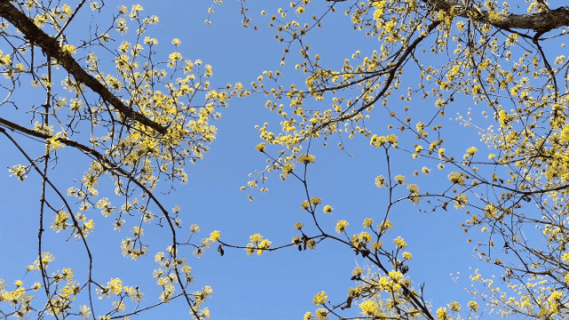 康县的春，从南一路盛开