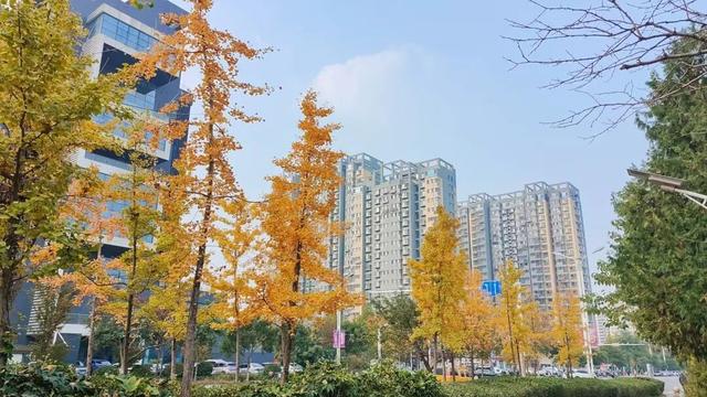 有“杏”遇见！薛城这些银杏林藏着最绚烂的秋天！