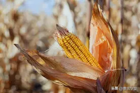 玉米价格大范围上涨！目前干玉米多少钱一斤？3月玉米行情预测图片