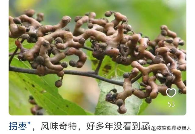 原来水果也会被时代淘汰，网友:真是活久见，有些还是防晕车神器