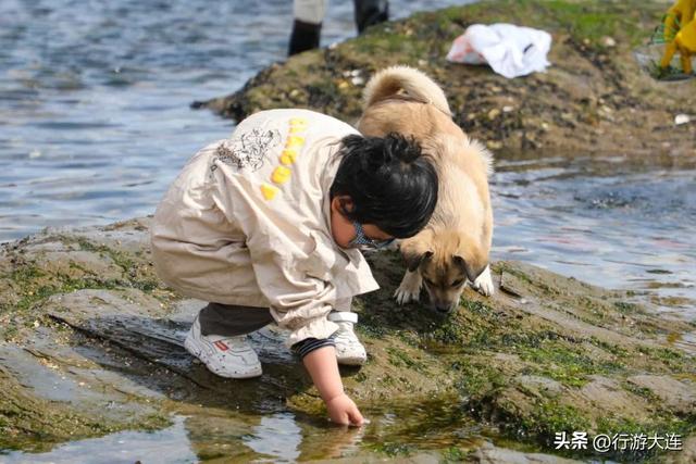 到海边去！大连市区赶海、喂海鸥全攻略