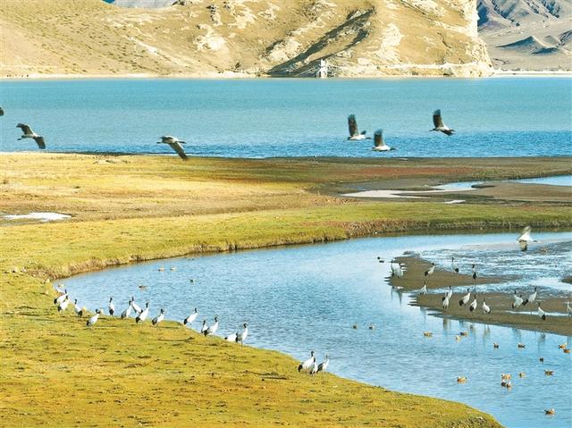 「辉煌60年·新时代西藏答卷」秋染林周好风光