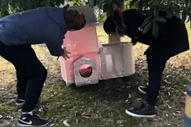 小区流浪猫怎么管？松江这个居民区有妙招图片