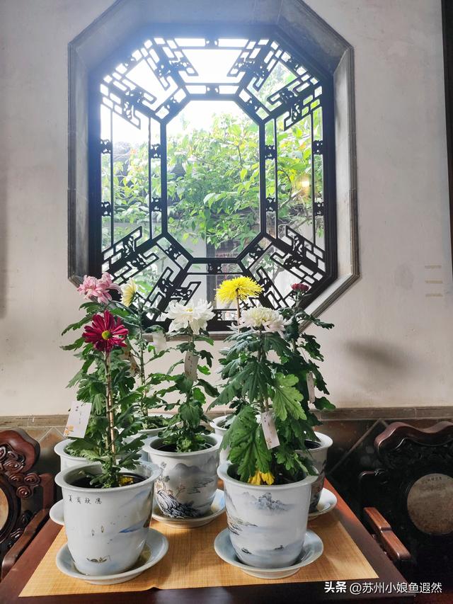 2025苏州狮子林菊展：赴一场比《甄嬛传》存菊堂更盛的秋日菊宴