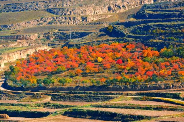 【白银文旅】冬已至秋渐远，再赏一波靖远的秋