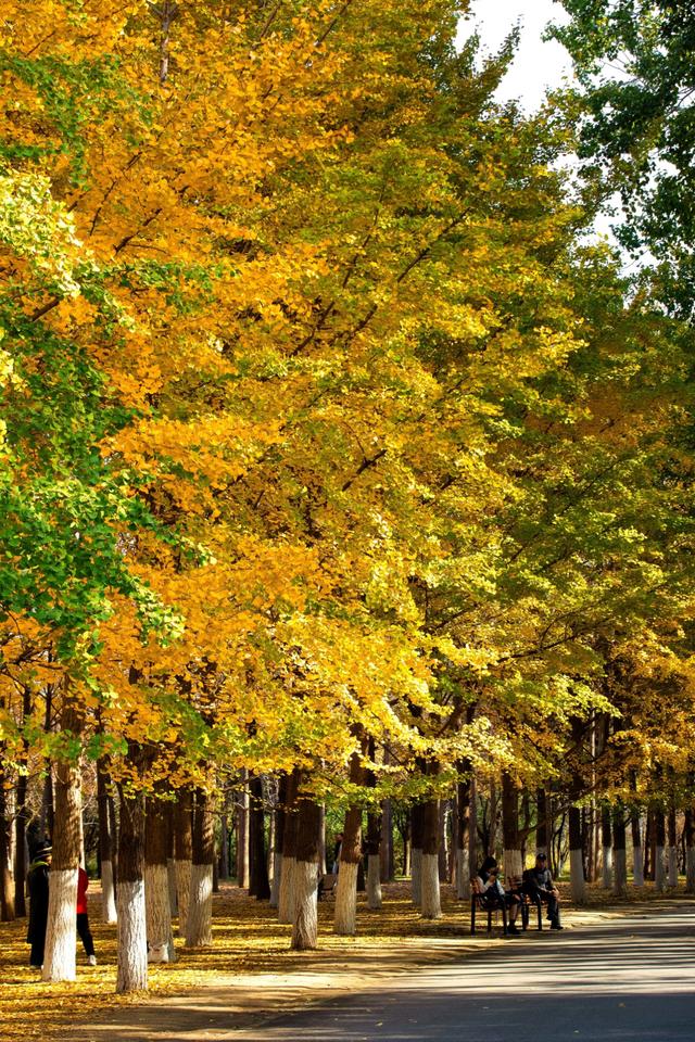 北京的秋天一定要奥林匹克森林公园！就是一场盛大的秋天盛宴