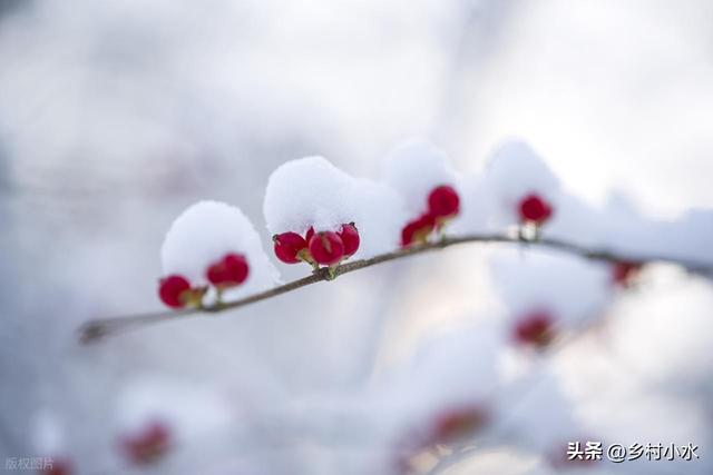 “冷不冷，就看小雪”，明日小雪，2025年冬天很冷吗？