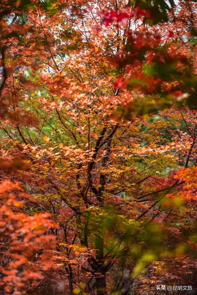 初冬氛围感出片计划，走起！昆明这份打卡攻略速速收藏→
