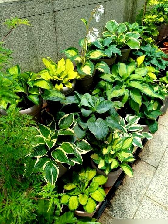 “阴花不能进阳宅”。家里若有这5种花,请赶紧搬出去！