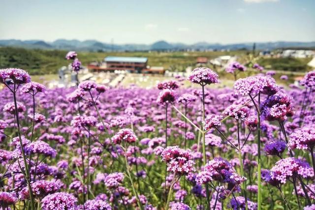 乡游黔中 · 花溪区 街上村丨云端避暑记,红村星河入梦来