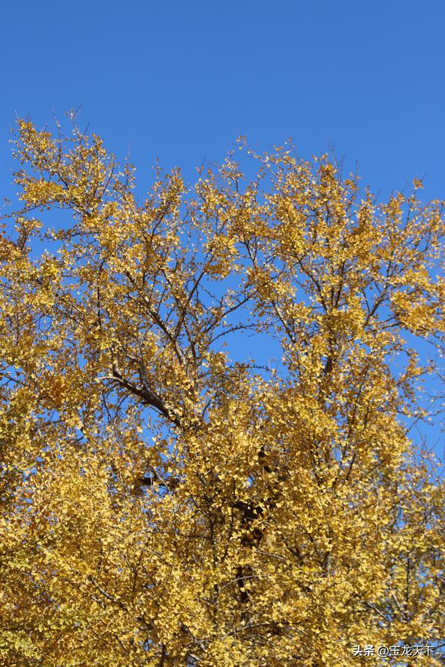 散文丨古银杏树下