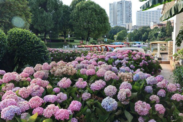 秋日绣球别样艳 繁花映城展生态新景
