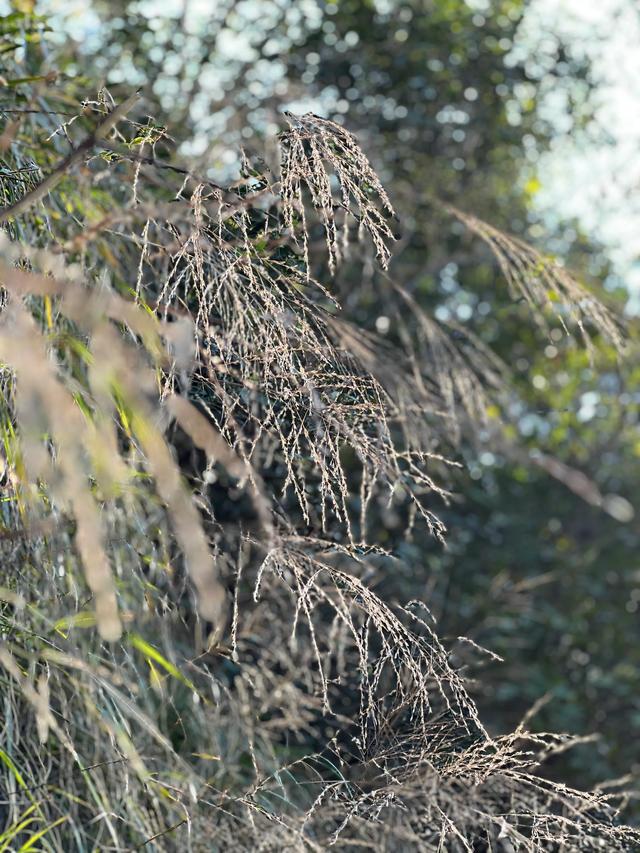 上天竺到云栖竹径，徒步9公里，感受一路秋意。