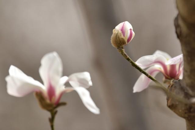玉兰花的寓意，玉兰有几种颜色？玉兰的花朵最大嘛？