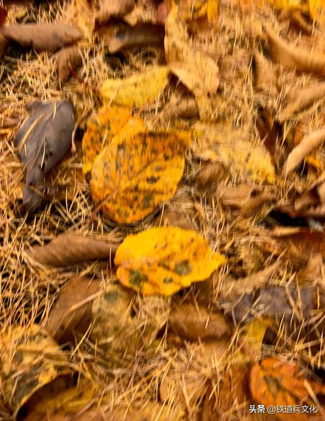 车过神农架【原创】作者:原铁十师陶玉和