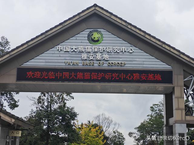 四川雅安雨城区：历史文化名镇上里，大熊猫基地碧峰峡