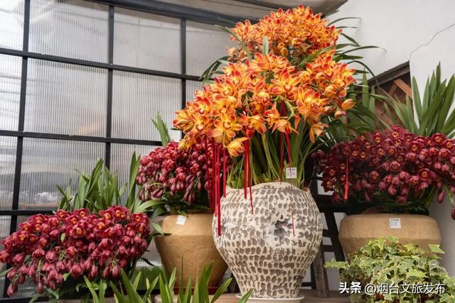 【乐游烟台】周末好去处丨全是花花！烟台神仙小店被花包围了