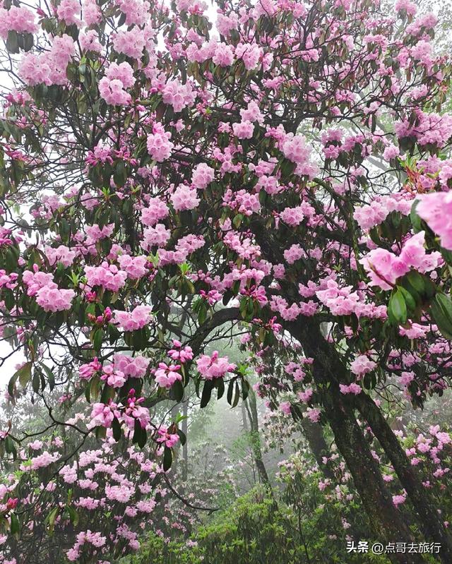 四川又一高山杜鹃惊艳了，刚好进盛花期，云海中的花园，非常唯美