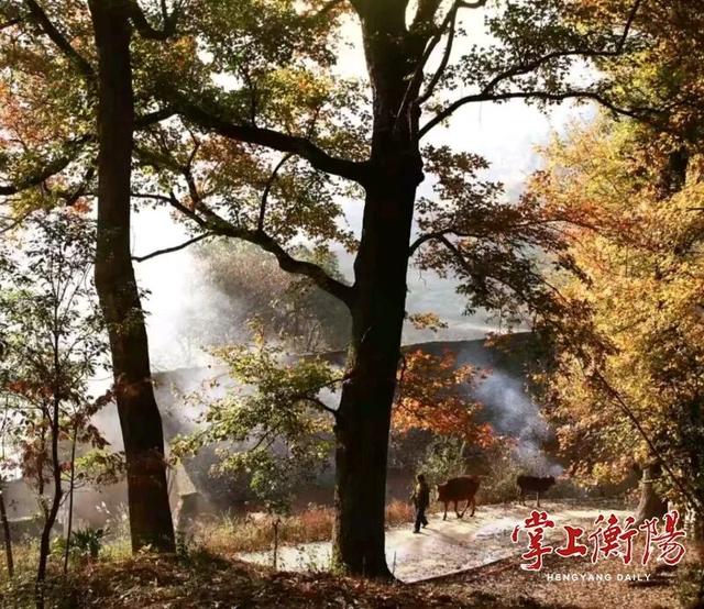 四明山：奇峰秘境随秋舞 古木珍禽映日明