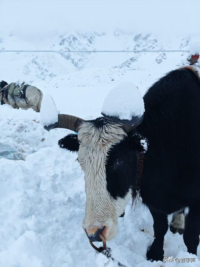 珠峰东坡国庆遇暴雪，近千徒步者连夜铲雪求生，脱险后教训要记牢