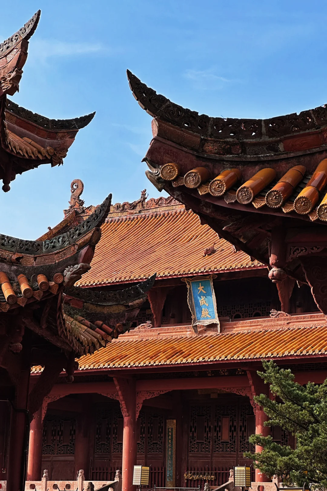 先收藏！成都1h直达最美水杉公园，小众人少、景美出片！