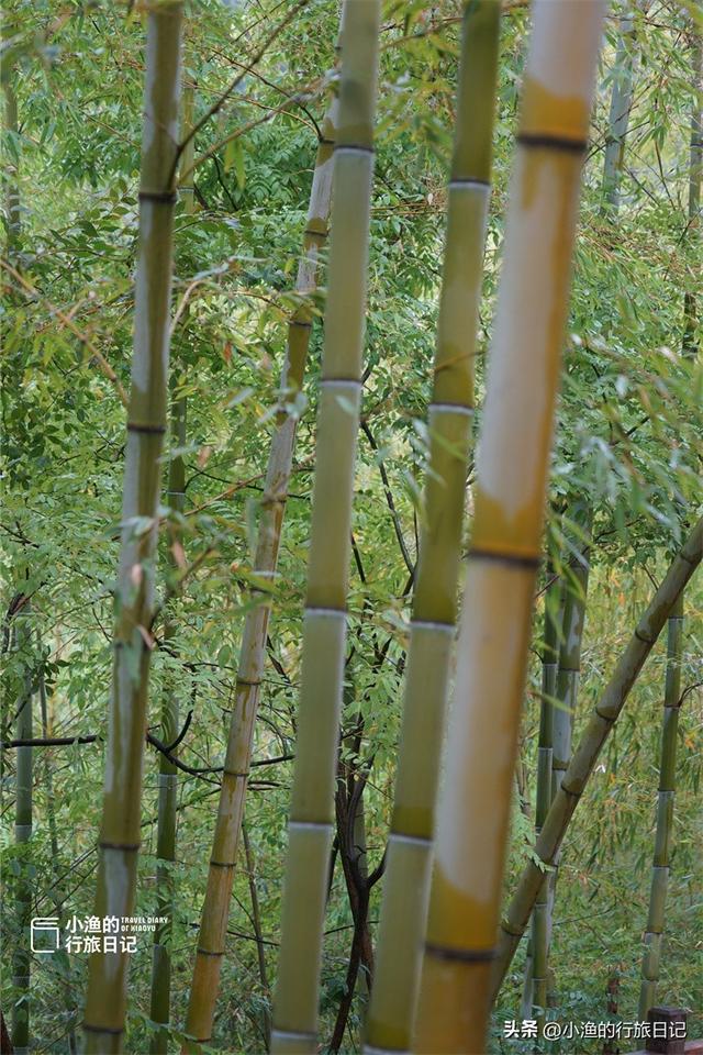 西安秦岭深处惊现“绿野仙踪”！这片竹海秘境又美又仙，你去了吗