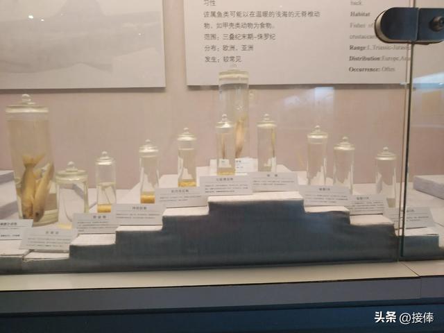 张传禄||聆听自然的史诗——青藏高原自然博物馆参观记
