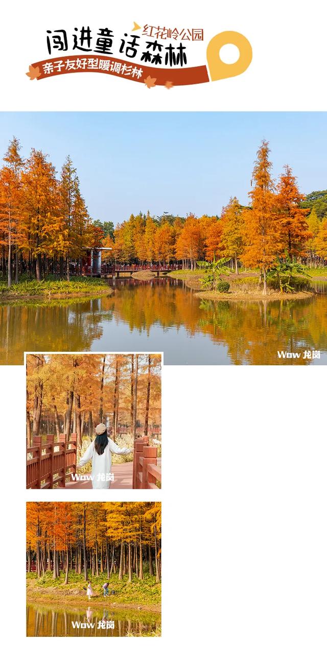 红了!龙岗落羽杉进入最佳观赏期!最全打卡攻略→