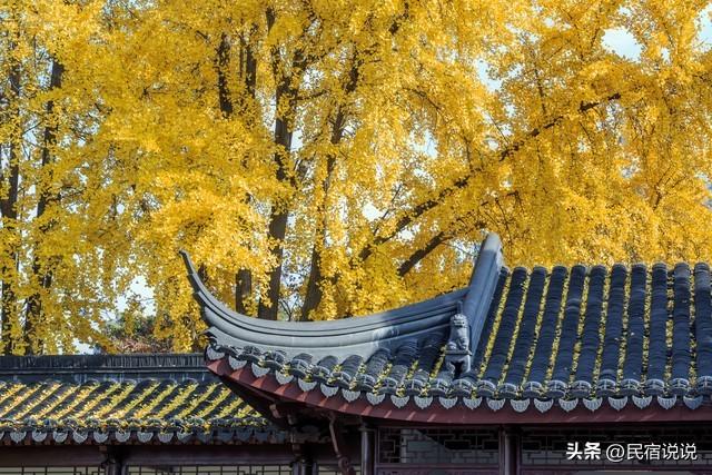 南京此地的秋意拉满了，不是栖霞山！