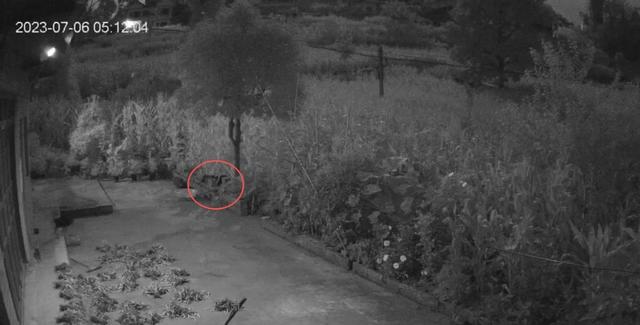 贵州49岁女子务农遭杀害被抛尸于石缝，被害人儿子：嫌犯装作无事发生来我家吃饭！二审判死缓，家属申请再审