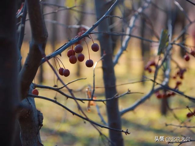 秋色落幕ing～来北臧辞秋迎冬