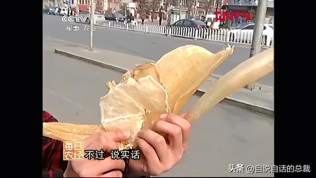 老哥能和花胶一起炖吗 2025年花胶可以和哪些药材一起炖汤