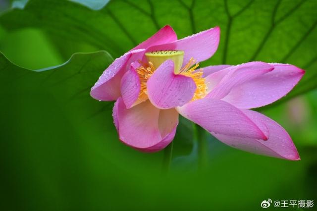 免费！济南这个大型公园荷花美得不像话，此时去风景正好！