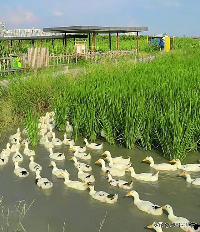 成都三元地铁又上新风景，超级惊艳，不要门票，地铁直达！