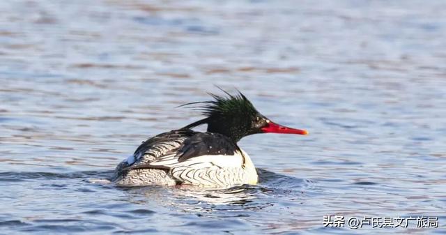 【文旅医养】封神！冬天去卢氏，就按这个节奏玩！